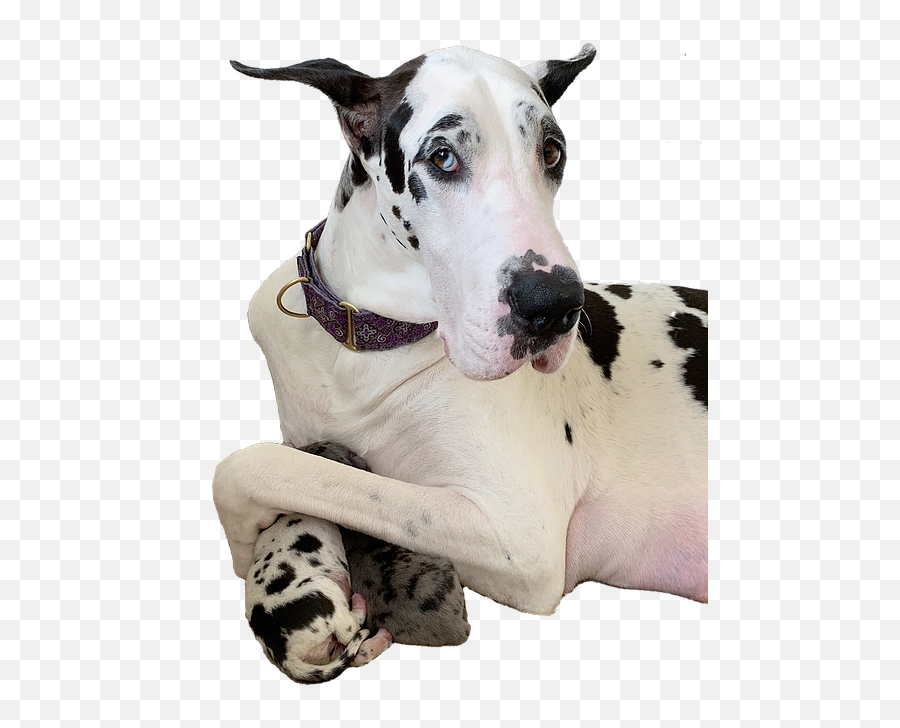 Altitude Great Danes Akc Dane Puppies - Png Harlequin Great Dane,Great Dane Png