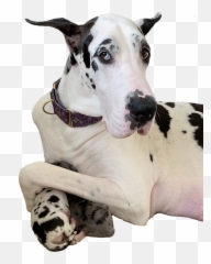 Altitude Great Danes Akc Dane Puppies - Png Harlequin Great Dane,Great Dane Png