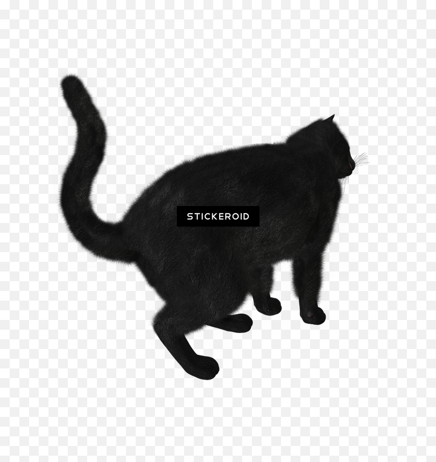 Black Cat Silhouette Png - Black Cat,Cat Silhouette Png