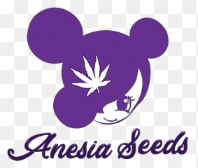 Bruce Banner 3 Fem Ks Anesia Seeds Png
