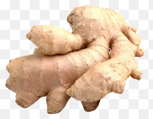 Ginger Png Image For Free Download - Stem As A Source Of Food,Ginger Png
