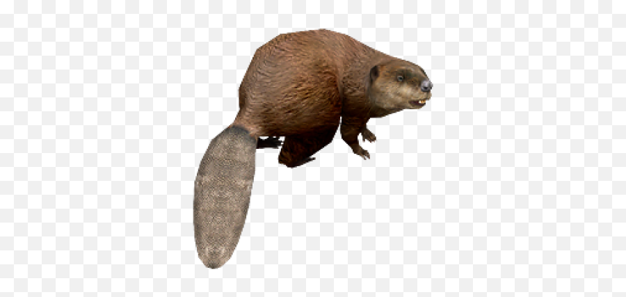 Png Images Transparent Background - Beaver Png,Beaver Png