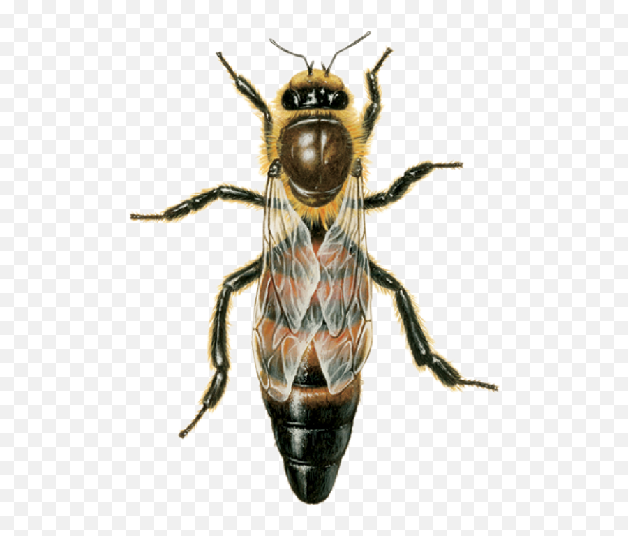 Queen Bee Dies Png Download - Honey Bee Queen,Queen Bee Png