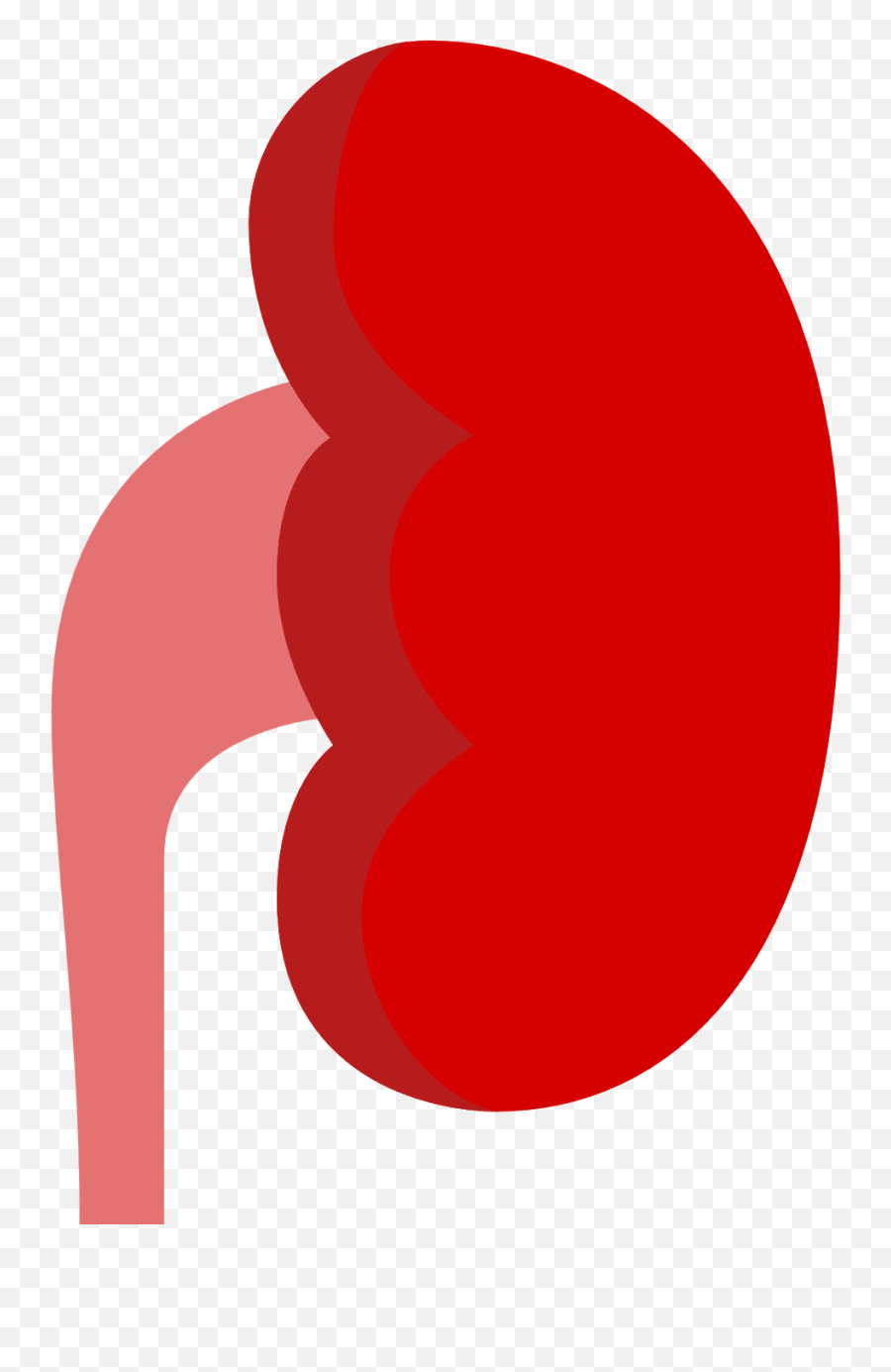 Kidney Png Transparent - Vertical,Kidney Png