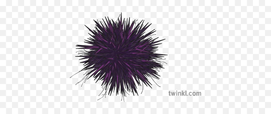 Black Sea Urchin Illustration - Spiked Png,Sea Urchin Png