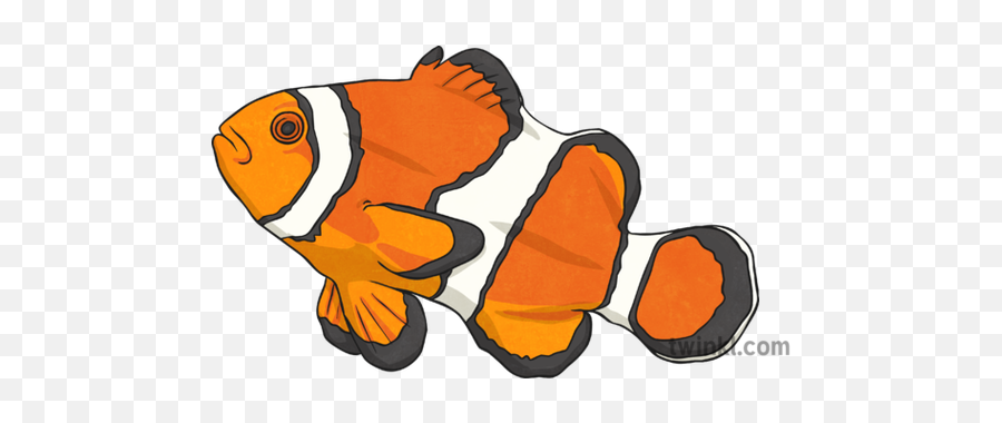 Clown Fish 2 Illustration - Aquarium Fish Png,Clownfish Png
