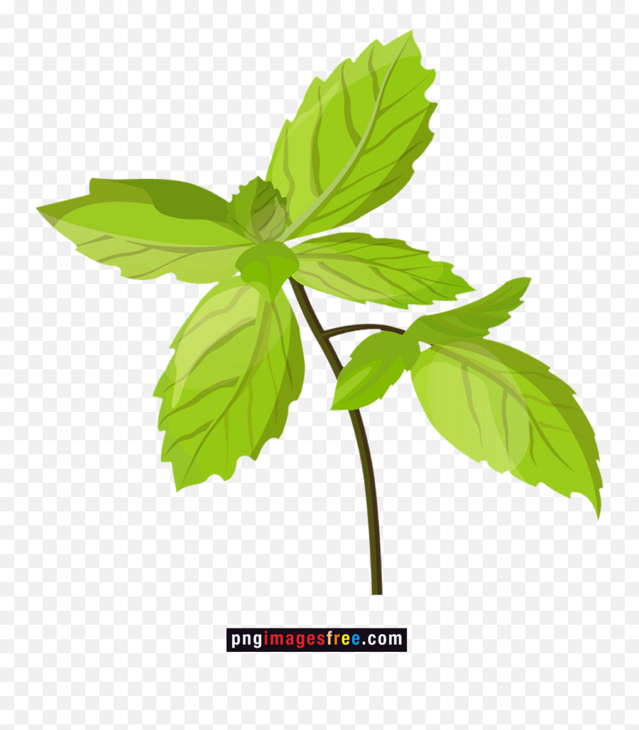 Tulsi Plant Png Transparent Images Free Download - Tulsi Clipart,Leaf Clipart Png
