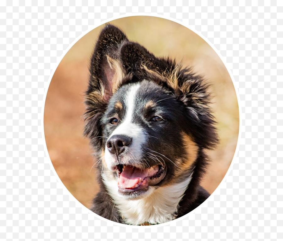 Resort - Australian Collie Png,Dog Sitting Png