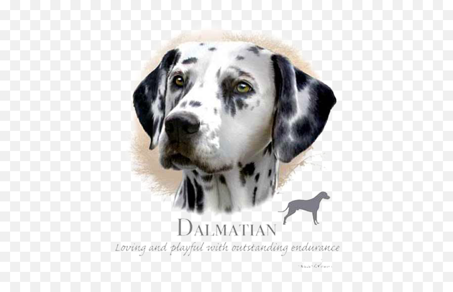 Dalmatian T - Shirt Howard Robinson Dalmatian Png,Dalmatian Png