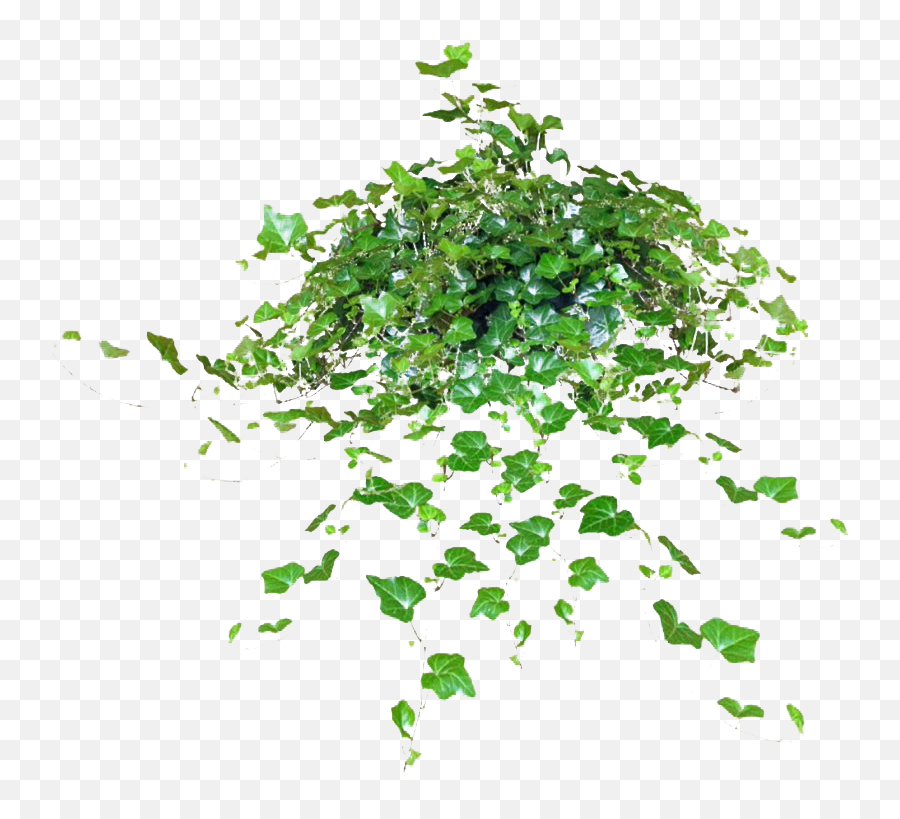 Green Leaves Ivy Hanging Png Clipart Mart - Portable Network Graphics,Ivy Leaf Png