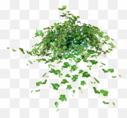 Green Leaves Ivy Hanging Png Clipart Mart - Portable Network Graphics