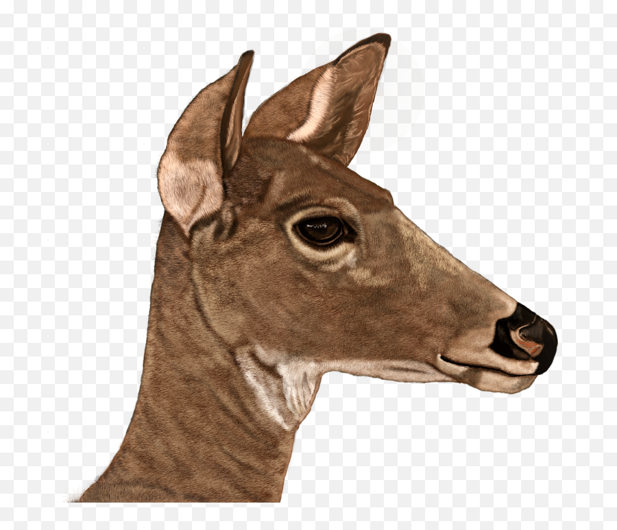 Doe Digital Painting Png