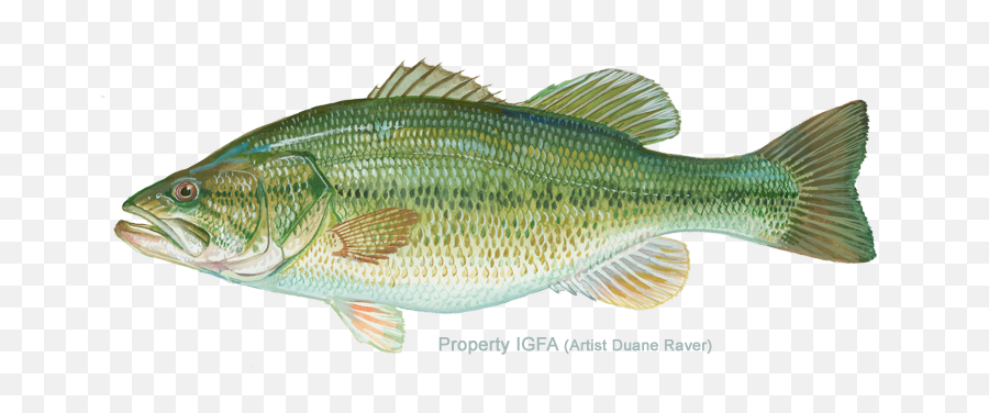 International Game Fish Association - Bass Png,Largemouth Bass Png