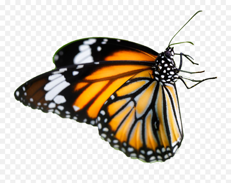 Download Orange Glitter Butterfly Png Monarch - Farfalla Fiore,Monarch Butterfly Icon