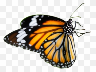 Download Orange Glitter Butterfly Png Monarch - Farfalla Fiore