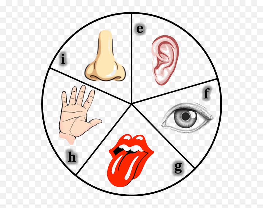 Tongue Clipart 5 Senses - Figure Of Sense Organs Png,5 Senses Icon