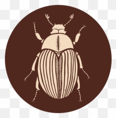 Contact - Parasitism png