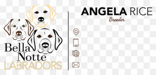 Bella Notte Labradors Pittsburgh English Retrievers - Bellas Cupcake World png