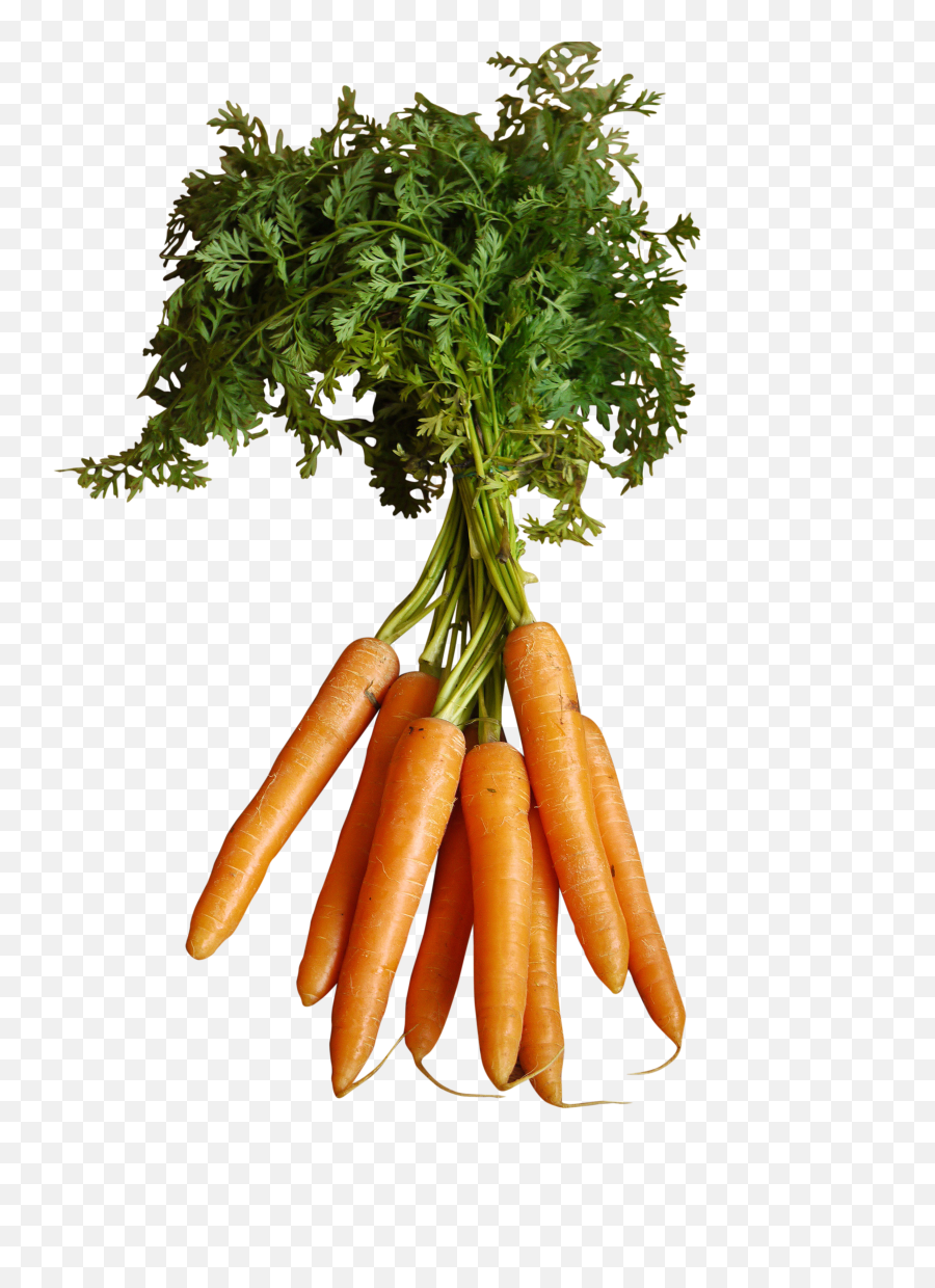 Orange Carrots With Stem Png Image - Purepng Free,Carrot Transparent Background