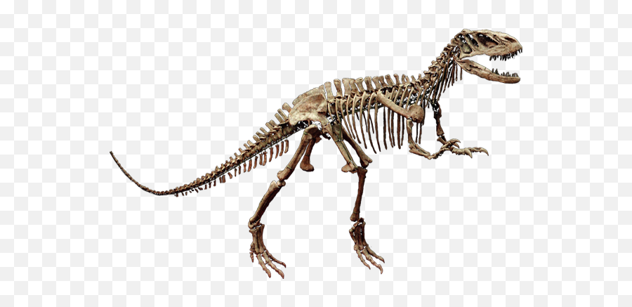 Dinosaur Knowledge Tips Allosaurus Png Skull