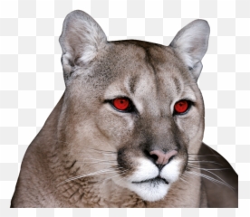 141184 Meoxal F121 - 51 CWT Atacama Red Merck KGaA Cougar png