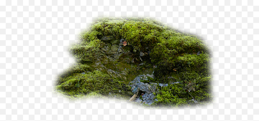 Index Of - Moss Png,Moss Png