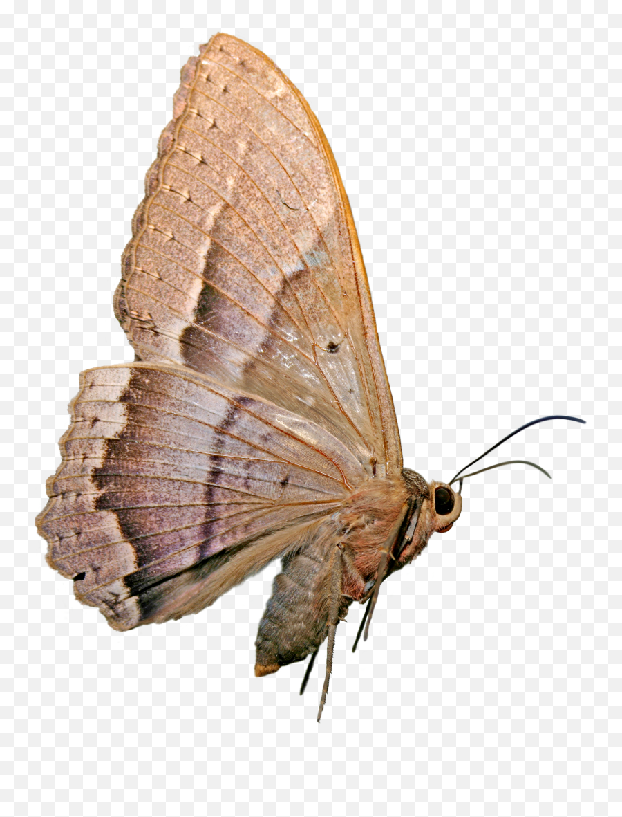 Mariposa Nocturna - Mariposa Nocturna Png,Mariposa Png