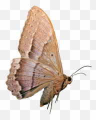 Mariposa Nocturna - Mariposa Nocturna Png,Mariposa Png