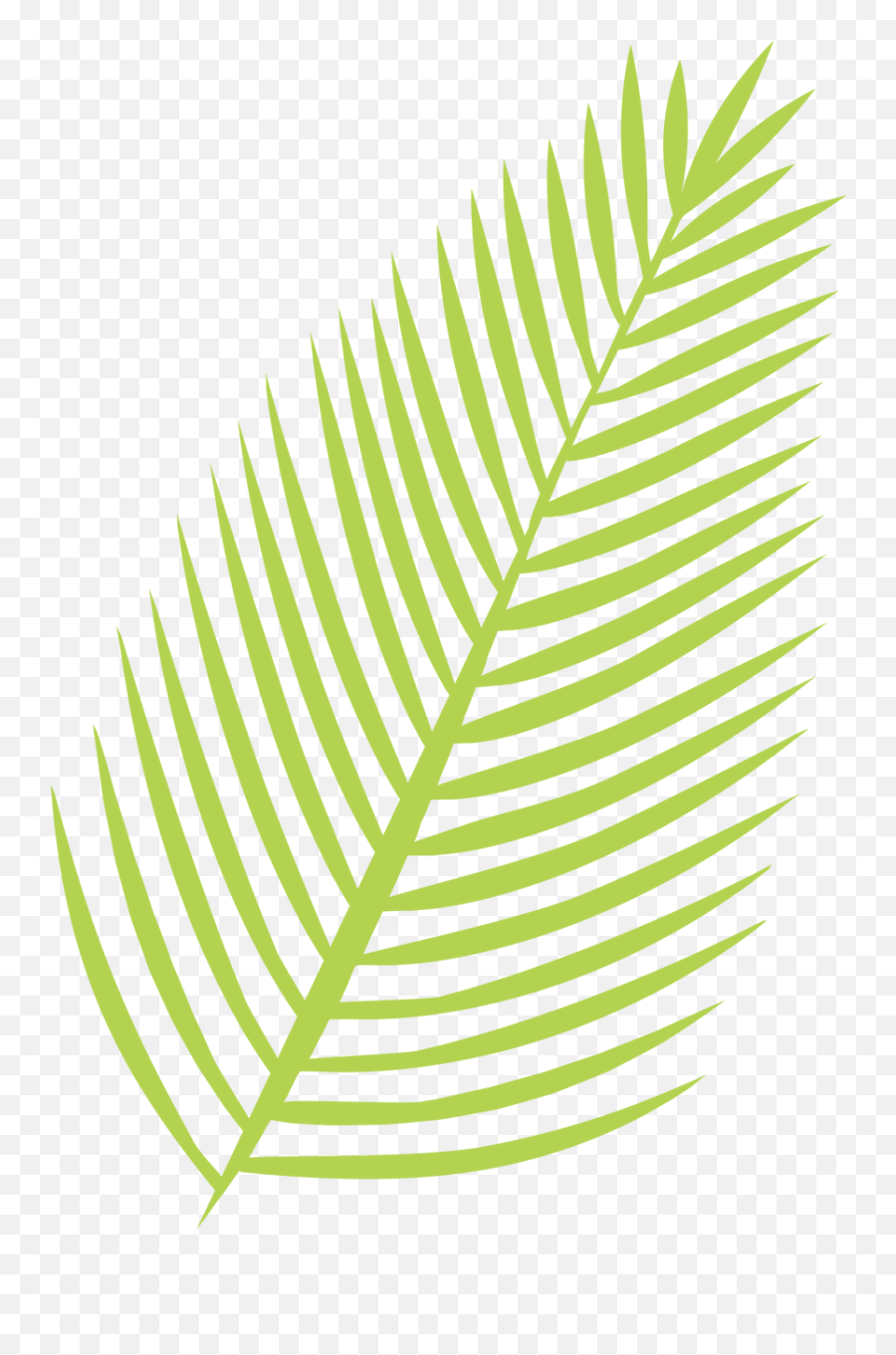 Palm Leaf Svg Cut File - Palm Leaf Svg Png,Palm Leaves Transparent