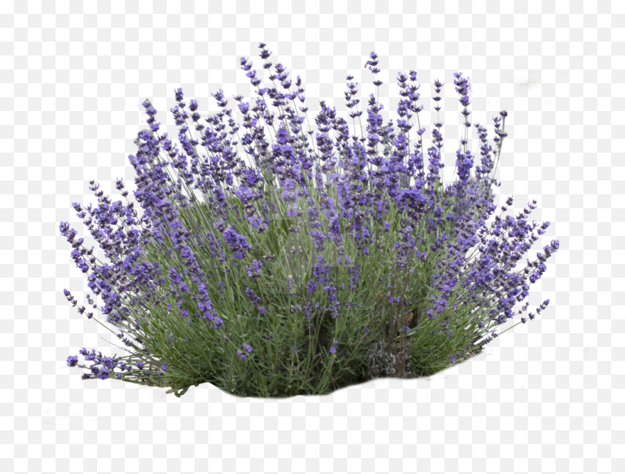 Flower Bush Png Picture - Transparent Lavender Bush Png,Flower Bushes Png