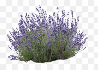 Flower Bush Png Picture - Transparent Lavender