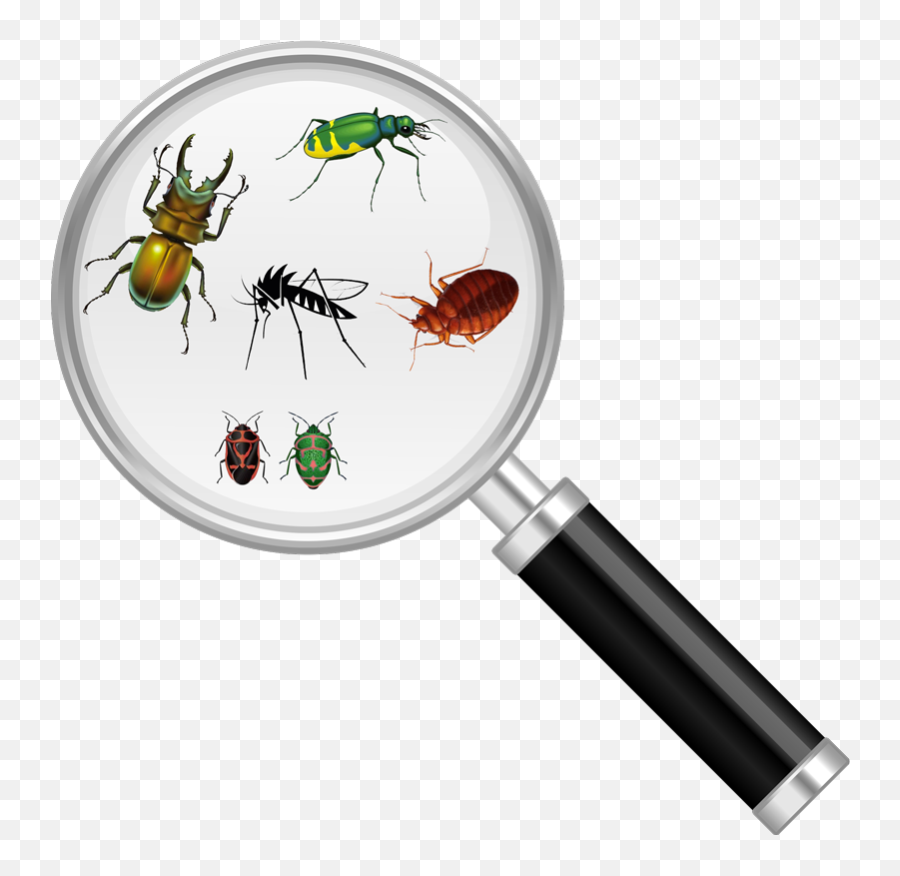 Download Hd Bug Magnify Glass - Insect Under Magnifying Bug And Magnifying Glass Png,Magnifying Glass Transparent Background