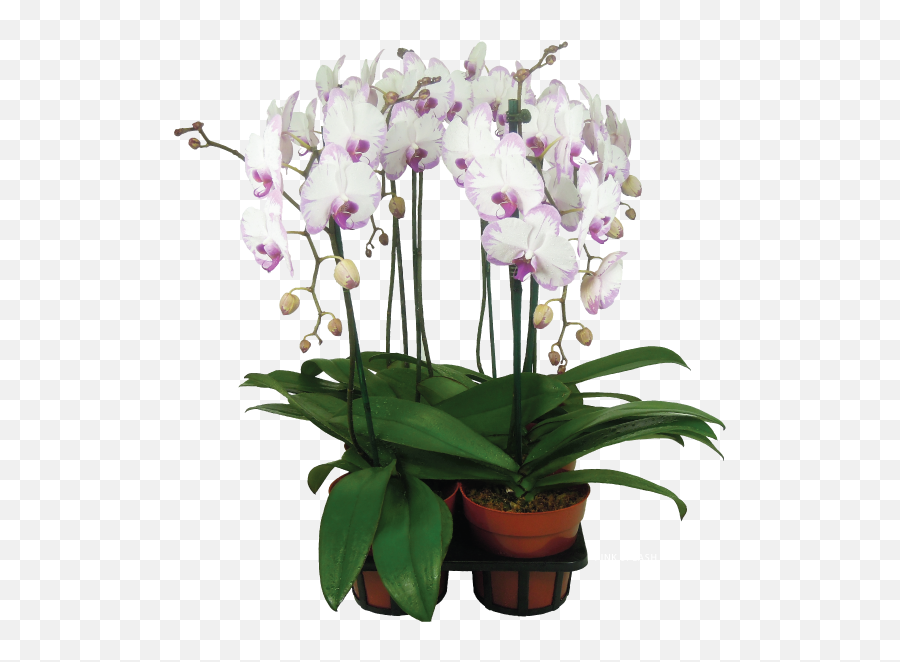 V3 Orchids - Moth Orchid Png,Gold Splash Png