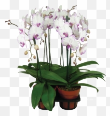 V3 Orchids - Moth png