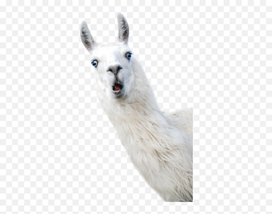 Llama Alpaca Camelids Wool - Happy Llamas Png,Llama Png