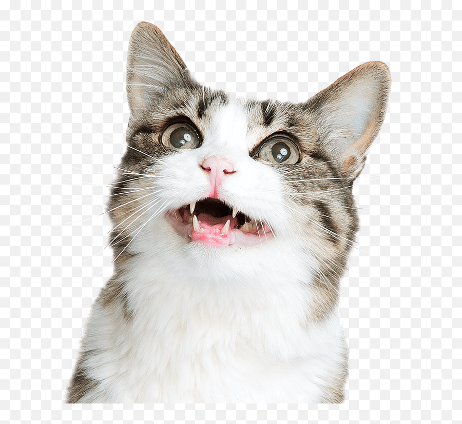 Download Transparent Cat Png Image With - Cat Expressions Png,Funny Cat Png