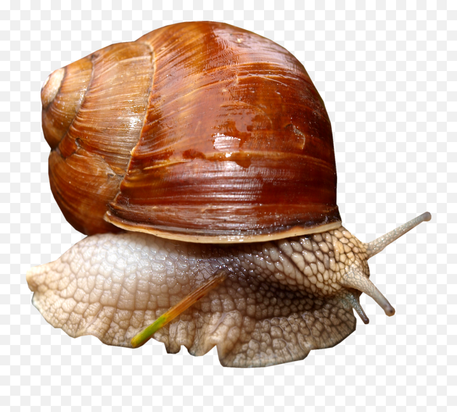 Snail Png - Flash Card Of Snail,Snail Png