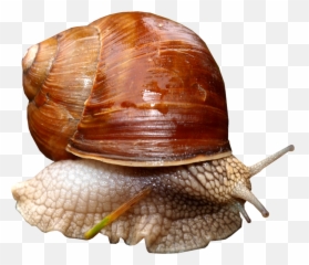 Snail Png - Flash Card Of Snail,Snail Png