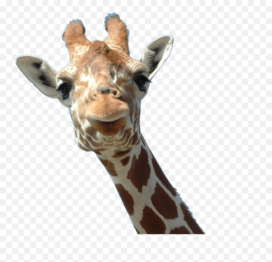 Giraffe Face Transparent Png - Giraffe Head Png,Face Transparent