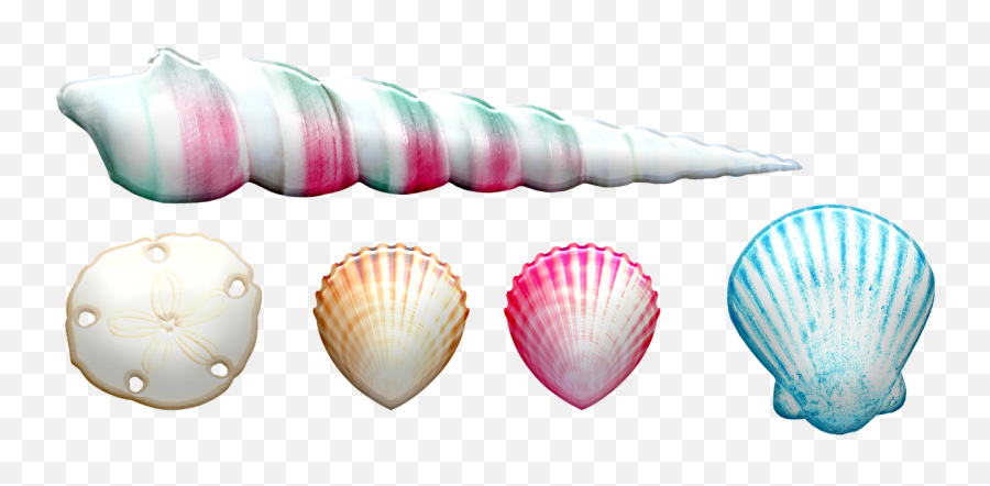 Seashells Shells Conch Png Seashell Transparent