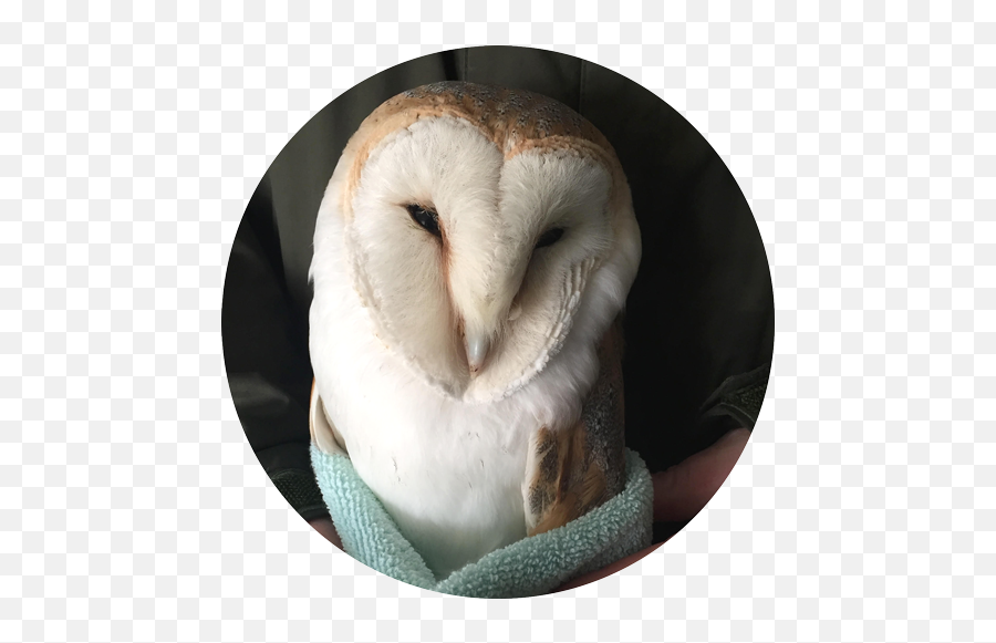 Ob Save Our Sanctuary Suffolk Owl - Barn Owl Png,Barn Owl Png