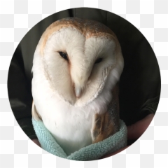 Ob Save Our Sanctuary Suffolk Owl - Barn Owl Png,Barn Owl Png