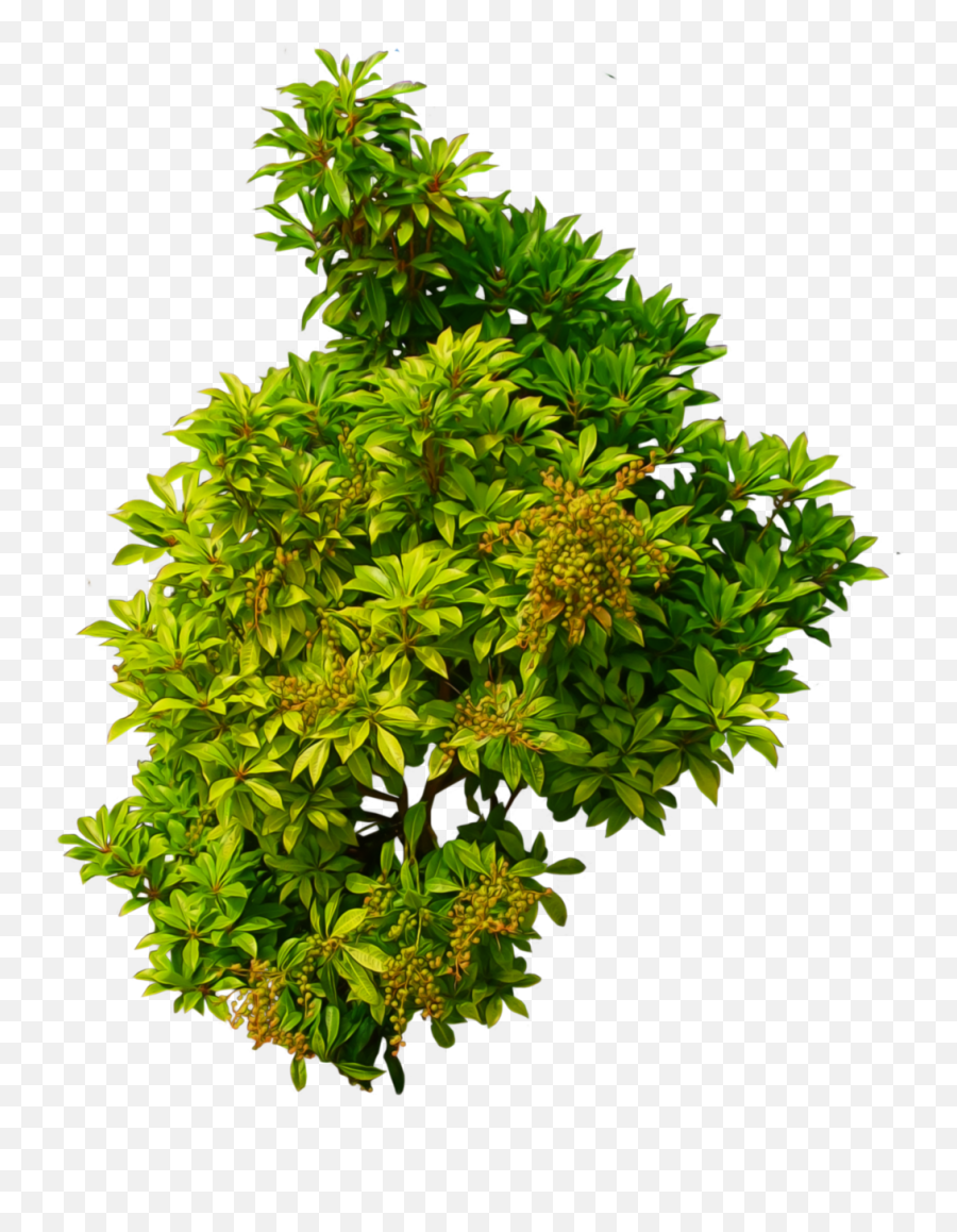 Bushes Png Images Free Download Bush - Top View Shrub Png,Hanging Plants Png