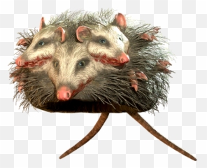 Rad Opossum Hat - The Vault Fallout Wiki Everything You Png,Possum Transparent