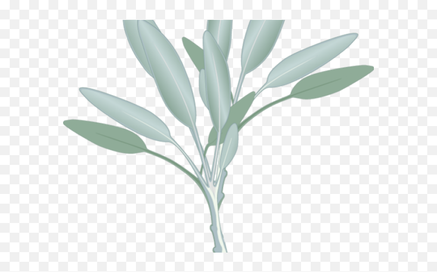 Download Eucalyptus Clipart Sage Leaves - Eucalyptus Clipart Sage Leaf Water Color Png,Eucalyptus Leaves Png