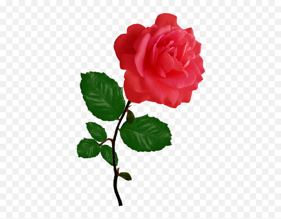 Beautiful Free Rose Clipart - Single Beautiful Rose Png,Red Rose Transparent Background