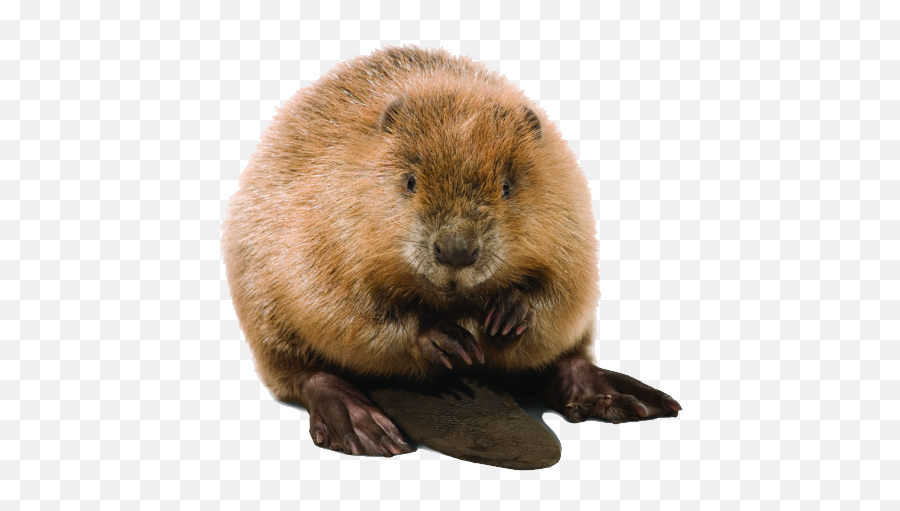 Beaver High Quality Png - Beaver Transparent Background,Beaver Png