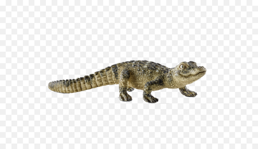 Baby Alligator Png Images Transparent U2013 Free - Transparent Baby Crocodile,Alligator Transparent