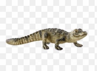 Baby Alligator Png Images Transparent U2013 Free - Transparent Baby Crocodile,Alligator Transparent