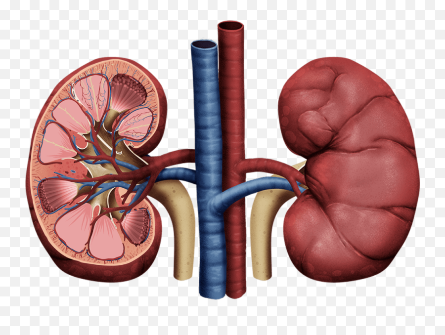 Kidney Health - Human Kidney Transparent Background Png,Kidney Png